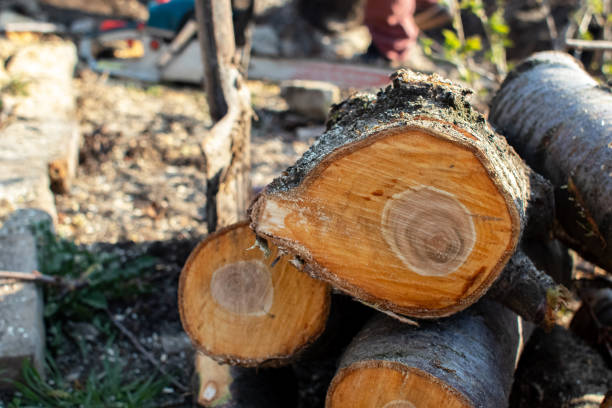 Best Tree Trimming and Pruning  in Springfield, FL