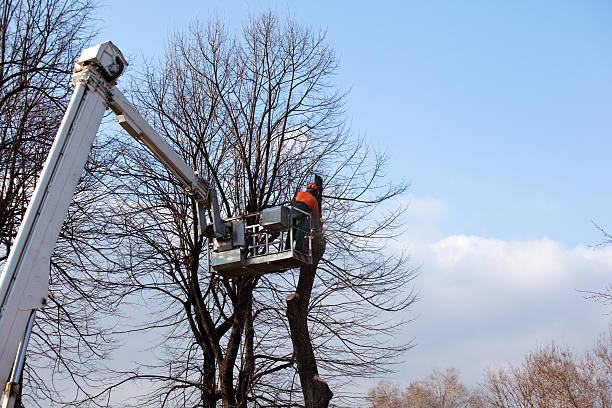 Best Tree Health Inspection  in Springfield, FL