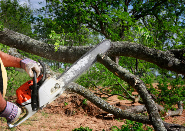 Best Seasonal Cleanup (Spring/Fall)  in Springfield, FL